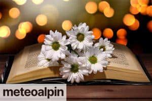 libro abierto con flores